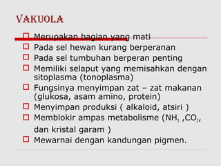 VAKuOLA
   Merupakan bagian yang mati
   Pada sel hewan kurang berperanan
   Pada sel tumbuhan berperan penting
   Memiliki selaput yang memisahkan dengan
    sitoplasma (tonoplasma)
   Fungsinya menyimpan zat – zat makanan
    (glukosa, asam amino, protein)
   Menyimpan produksi ( alkaloid, atsiri )
   Memblokir ampas metabolisme (NH3 ,CO2,
    dan kristal garam )
   Mewarnai dengan kandungan pigmen.
 