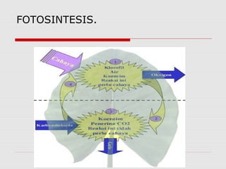 FOTOSINTESIS.
 
