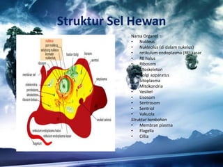 Struktur Sel Hewan
Nama Organel :
• Nukleus
• Nukleolus (di dalam nukelus)
• retikulum endoplasma (RE) kasar
• RE halus
• Ribosom
• Sitoskeleton
• Golgi apparatus
• Sitoplasma
• Mitokondria
• Vesikel
• Lisosom
• Sentrosom
• Sentriol
• Vakuola
Struktur tambahan
• Membran plasma
• Flagella
• Cillia

 