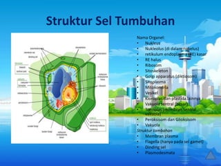 Struktur Sel Tumbuhan
Nama Organel:
• Nukleus
• Nukleolus (di dalam nukelus)
• retikulum endoplasma (RE) kasar
• RE halus
• Ribosom
• Sitoskeleton
• Golgi apparatus (diktiosom)
• Sitoplasma
• Mitokondria
• Vesikel
• Kloroplas dan plastida lainnya
• Vakuola sentral (besar)
• Tonoplas (membran sentral
vakuola)
• Peroksisom dan Glioksisom
• Vakuola
Struktur tambahan
• Membran plasma
• Flagella (hanya pada sel gamet)
• Dinding sel
• Plasmodesmata

 