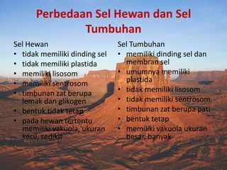 Perbedaan Sel Hewan dan Sel
Tumbuhan
Sel Hewan
• tidak memiliki dinding sel
• tidak memiliki plastida
• memiliki lisosom
• memiliki sentrosom
• timbunan zat berupa
lemak dan glikogen
• bentuk tidak tetap
• pada hewan tertentu
memiliki vakuola, ukuran
kecil, sedikit

Sel Tumbuhan
• memiliki dinding sel dan
membran sel
• umumnya memiliki
plastida
• tidak memiliki lisosom
• tidak memiliki sentrosom
• timbunan zat berupa pati
• bentuk tetap
• memiliki vakuola ukuran
besar, banyak

 