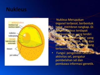 Nukleus
• Nukleus Merupakan
organel terbesar, berbentuk
bulat, membran rangkap. Di
dalam nukleus terdapat
nukleoplasma, yang terdiri
atas benang 'kromatin' yang
tersusun atas DNA, RNA dan
protein. Selain itu terkadang
terbentuk nukleolus.
• Fungsi: pengendali seluruh
aktivitas sel, pengatur
pembelahan sel dan
pembawa informasi genetik.

 