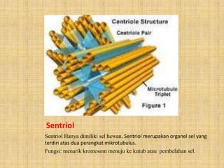Sentriol
Sentriol Hanya dimiliki sel hewan. Sentriol merupakan organel sel yang
terdiri atas dua perangkat mikrotubulus.
Fungsi: menarik kromosom menuju ke kutub atau pembelahan sel.

 