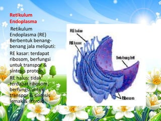 Retikulum
Endoplasma
Retikulum
Endoplasma (RE)
Berbentuk benangbenang jala meliputi:
RE kasar: terdapat
ribosom, berfungsi
untuk transpor &
sintesis protein.
RE halus: tidak
terdapat ribosom,
berfungsi untuk
transpor & sintesis
lemak & steroid

 