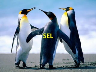 SEL

 