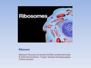 Ribosom
Ribosom Tersusun dr protein & RNA, berbentuk bulat
& tidak bermembran. Fungsi: tempat berlangsungnya
sintesis protein.

 