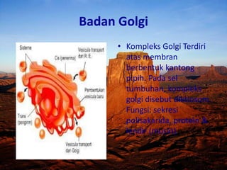 Badan Golgi
• Kompleks Golgi Terdiri
atas membran
berbentuk kantong
pipih. Pada sel
tumbuhan, kompleks
golgi disebut diktiosom.
Fungsi: sekresi
polisakarida, protein &
lendir (musin).

 