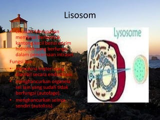 Lisosom
• Lisosom Merupakan
membran berbentuk
kantong kecil berisi enzim
hidrolitik yang berfungsi
dalam pencernaan intrasel.
Fungsi lain:
• mencerna materi yang
diambil secara endositosis.
• menghancurkan organela
sel lain yang sudah tidak
berfungsi (autofage).
• menghancurkan selnya
sendiri (autolisis).

 
