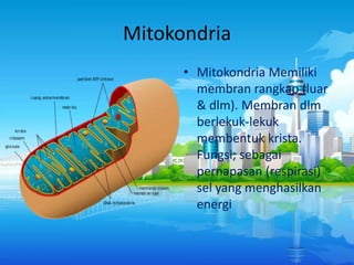Mitokondria
• Mitokondria Memiliki
membran rangkap (luar
& dlm). Membran dlm
berlekuk-lekuk
membentuk krista.
Fungsi; sebagai
pernapasan (respirasi)
sel yang menghasilkan
energi

 
