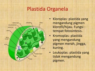 Plastida Organela
• Kloroplas: plastida yang
mengandung pigmen
klorofil/hijau. Fungsi :
tempat fotosintesis.
• Kromoplas: plastida
yang mengandung
pigmen merah, jingga,
kuning.
• Leukoplas: plastida yang
tidak mengandung
pigmen.

 