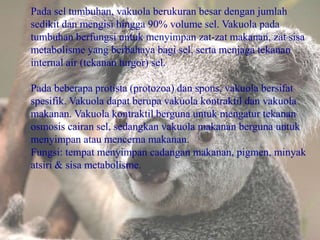 Pada sel tumbuhan, vakuola berukuran besar dengan jumlah
sedikit dan mengisi hingga 90% volume sel. Vakuola pada
tumbuhan berfungsi untuk menyimpan zat-zat makanan, zat sisa
metabolisme yang berbahaya bagi sel, serta menjaga tekanan
internal air (tekanan turgor) sel.
Pada beberapa protista (protozoa) dan spons, vakuola bersifat
spesifik. Vakuola dapat berupa vakuola kontraktil dan vakuola
makanan. Vakuola kontraktil berguna untuk mengatur tekanan
osmosis cairan sel, sedangkan vakuola makanan berguna untuk
menyimpan atau mencerna makanan.
Fungsi: tempat menyimpan cadangan makanan, pigmen, minyak
atsiri & sisa metabolisme.

 