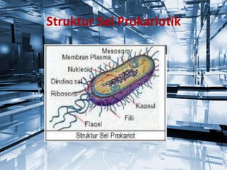 Struktur Sel Prokariotik

 