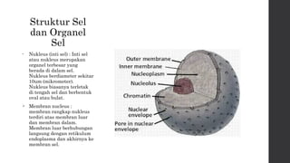 Struktur Sel 
dan Organel 
Sel 
• Nukleus (inti sel) : Inti sel 
atau nukleus merupakan 
organel terbesar yang 
berada di dalam sel. 
Nukleus berdiameter sekitar 
10um (mikrometer). 
Nukleus biasanya terletak 
di tengah sel dan berbentuk 
oval atau bulat. 
 Membran nucleus : 
membran rangkap nukleus 
terdiri atas membran luar 
dan membran dalam. 
Membran luar berhubungan 
langsung dengan retikulum 
endoplasma dan akhirnya ke 
membran sel. 
 