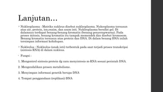 Lanjutan… 
 Nukleoplasma : Matriks nukleus disebut nukleoplasma. Nukeoplasma tersusun 
atas air, protein, ion,enzim, dan asam inti. Nukleoplasma bersifat gel. Di 
dalamnya terdapat benang-benang kromatin (benang penyerapwarna). Pada 
proses mitosis, benang kromatin itu tampak memendek dan disebut kromosom. 
Benang kromatin tersusun atas protein dan DNA. Di dalam benang DNA inilah 
tersimpan informasi kehidupan. 
 Nukleolus : Nukleolus (anak inti) terbentuk pada saat terjadi proses transkripsi 
(sintesis RNA) di dalam nukleus. 
• Fungsi : 
1. Mengontrol sintesis protein dg cara menyintesis m-RNA sesuai perintah DNA. 
2. Mengendalikan prosen metabolisme. 
3. Menyimpan informasi genetik berupa DNA 
4. Tempat penggandaan (replikasi) DNA 
 