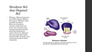 Struktur Sel 
dan Organel 
Sel 
• Ribosom : Ribosom tersusun 
atas RNA-ribosom (RNA-r) 
dan protein. Ribosom tidak 
memiliki membran. 
Menurut bentuknya, 
ribosom terdiri dari unit 
besar dan unit kecil yang 
masing-masing berbentuk 
bulat dan berdiameter 
sekitar 20-22 nm. Ribosom 
ada yang menempel pada 
membran RE, ada pula yang 
melayang-layang di dalam 
sitoplasma 
 
