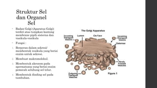 Struktur Sel 
dan Organel 
Sel 
• Badan Golgi (Aparatus Golgi) 
terdiri atas tumpkan kantong 
membrane pipih sisterna dan 
vasikula-vasikula 
• Fungsi : 
1. Berperan dalam sekresi/ 
membentuk vesikula yang berisi 
enzim untuk sekresi. 
2. Membuat makromolekul. 
3. Membentuk akrosom pada 
spermatozoa yang berisi enzim 
pemecah selubung sel telur. 
4. Membentuk dinding sel pada 
tumbuhan. 
 