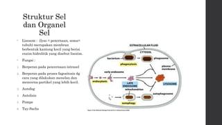Struktur Sel 
dan Organel 
Sel 
• Lisosom : (lyso = pencrnaan, soma= 
tubuh) merupakan membran 
berbentuk kantong kecil yang berisi 
enzim hidrolitik yang disebut lisozim. 
• Fungsi : 
1. Berperan pada pencernaan intrasel 
2. Berperan pada proses fagositosis dg 
cara yang dilakukan menelan dan 
mencerna partikel yang lebih kecil. 
3. Autofag 
4. Autolisis 
5. Pompe 
6. Tay-Sachs 
 