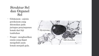 Struktur Sel 
dan Organel 
Sel 
• Giloksisom : sejenis 
peroksisom yang 
ditemukan pada 
jaringan penyimpanan 
lemak dari biji 
tumbuhan 
• Fungsi : menghasilkan 
enzim yang dapat 
mengubah asam 
lemak menjadi gula. 
 