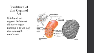 Struktur Sel 
dan Organel 
Sel 
Mitokondria : 
organel berbentuk 
silinder dengan 
panjang 1-10 μm dan 
diselubungi 2 
membrane. 
 