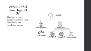Struktur Sel 
dan Organel 
Sel 
Plastida : organel 
penyimpan materi yang 
diselubungi oleh 
membrane ganda. 
 
