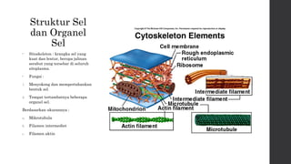 Struktur Sel 
dan Organel 
Sel 
• Sitoskeleton : krangka sel yang 
kuat dan lentur, berupa jalinan 
serabut yang tersebar di seluruh 
sitoplasma. 
• Fungsi : 
1. Menyokong dan mempertahankan 
bentuk sel. 
2. Tempat tertambatnya beberapa 
organel sel. 
Berdasarkan ukurannya : 
a. Mikrotubula 
b. Filamen intermediet 
c. Filamen aktin 
 