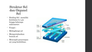 Struktur Sel 
dan Organel 
Sel 
• Dinding Sel : memiliki 
ketebalan 0,1 μm 
hingga beberapa 
mikrometer. 
• Fungsi : 
1. Melingdungi sel 
2. Mempertahankan 
bentuk sel 
3. Mencegah penyerapan 
air yang berlebihan. 
 