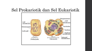 Sel Prokariotik dan Sel Eukariotik 
 