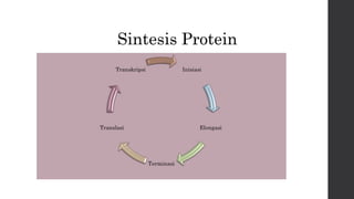 Sintesis Protein 
 