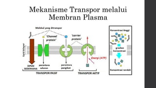 Mekanisme Transpor melalui 
Membran Plasma 
 