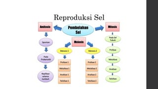 Reproduksi Sel 

