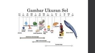 Gambar Ukuran Sel 
 