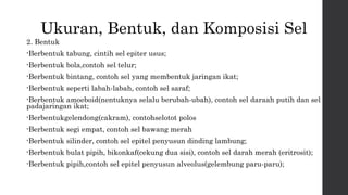 Ukuran, Bentuk, dan Komposisi Sel 
2. Bentuk 
•Berbentuk tabung, cintih sel epiter usus; 
•Berbentuk bola,contoh sel telur; 
•Berbentuk bintang, contoh sel yang membentuk jaringan ikat; 
•Berbentuk seperti labah-labah, contoh sel saraf; 
•Berbentuk amoeboid(nentuknya selalu berubah-ubah), contoh sel daraah putih dan sel 
padajaringan ikat; 
•Berbentukgelendong(cakram), contohselotot polos 
•Berbentuk segi empat, contoh sel bawang merah 
•Berbentuk silinder, contoh sel epitel penyusun dinding lambung; 
•Berbentuk bulat pipih, bikonkaf(cekung dua sisi), contoh sel darah merah (eritrosit); 
•Berbentuk pipih,contoh sel epitel penyusun alveolus(gelembung paru-paru); 
 