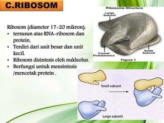 C.RIBOSOM
Ribosom (diameter 17-20 mikron):
• tersusun atas RNA-ribosom dan
protein,
• Terdiri dari unit besar dan unit
kecil.
• Ribosom disintesis oleh nukleolus.
• Berfungsi untuk mensintesis
/mencetak protein .
 