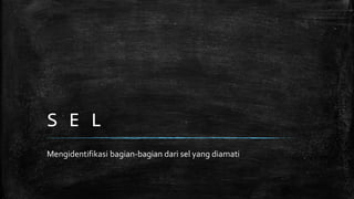 Sel | PPTX