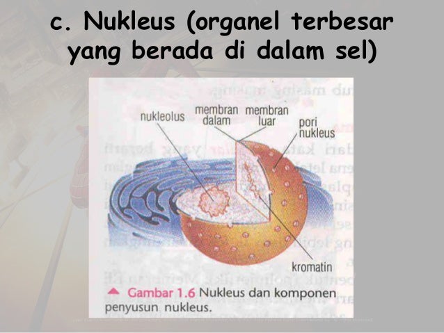 Biologi Sel  egi praginanta