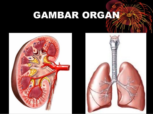 Sel jaringan-organ-dan-sistem-organ1