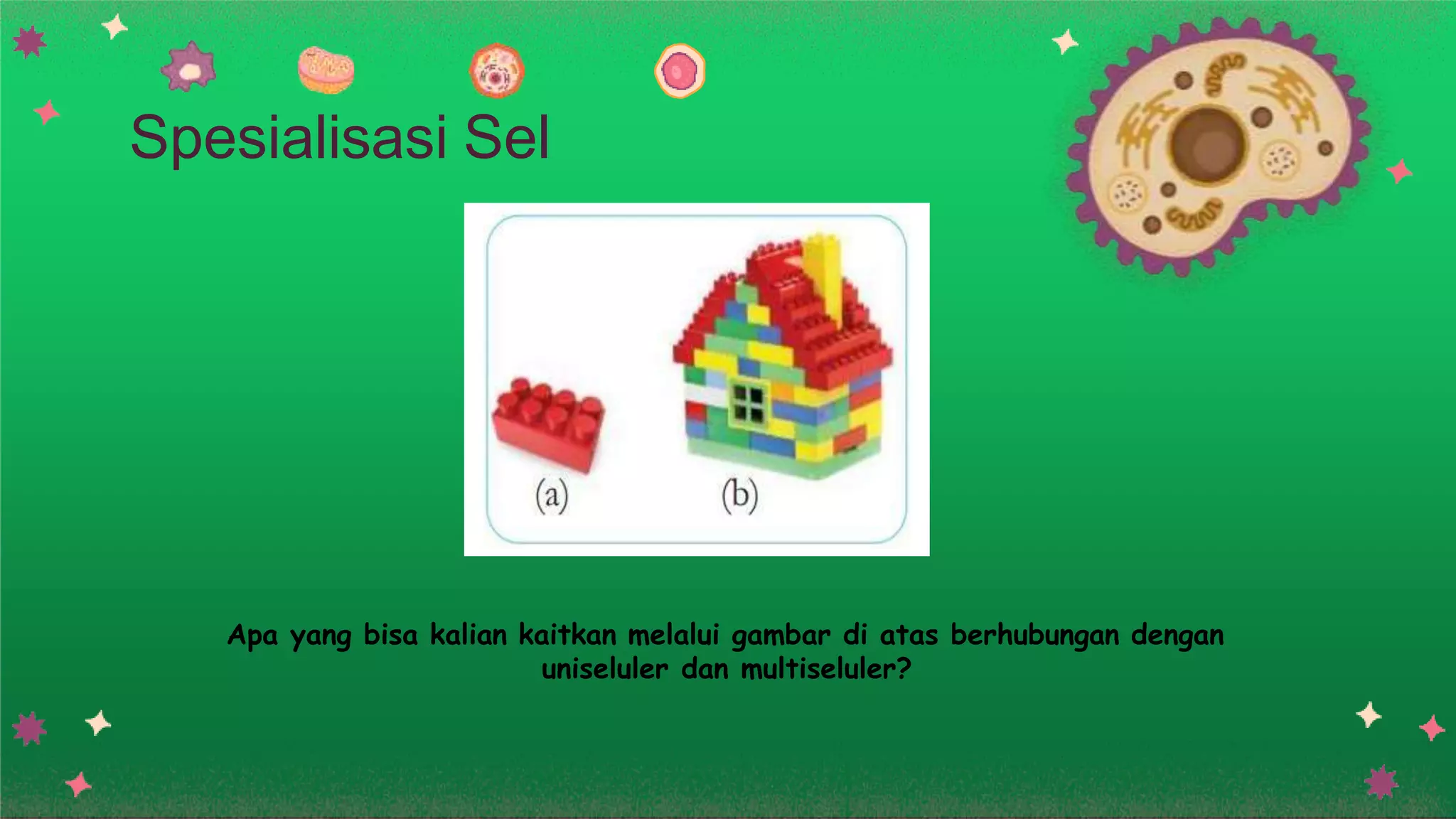 Spesialisasi Sel
Apa yang bisa kalian kaitkan melalui gambar di atas berhubungan dengan
uniseluler dan multiseluler?