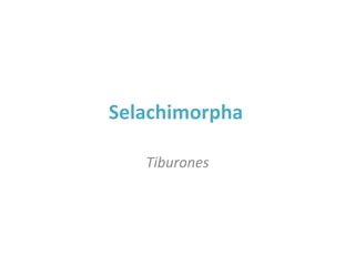 Selachimorpha 
Tiburones 
 