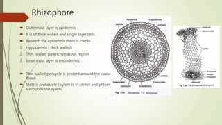 Rhizophore
 Outermost layer is epidermis
 It is of thick walled and single layer cells
 Beneath the epidermis there is cortex
1. Hypodermis ( thick walled)
2. Thin walled parenchymatous region
3. Inner most layer is endodermis
 Thin walled pericycle is present around the vascular
tissue
 Stele is protostele ( xylem is in center and phloem
surrounds the xylem)
 