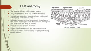 Leaf anatomy
 The upper and lower epidermis are present
 They are one celled thick and contain chloroplast
 Stomata are present on upper and lower epidermis (
but majority have in lower side)
 Below the epidermis there is mesophyll tissue having
thin walled parenchyma cells, these contain chloroplast
and have small and large air spaces
 Vascular tissue is present in center
 Phloem has few sieve cells and many parenchyma
 Vascular bundle is surrounded by single layer forming
bundle sheath.
 
