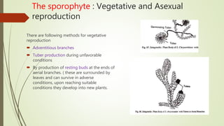The sporophyte : Vegetative and Asexual
reproduction
There are following methods for vegetative
reproduction
 Adventitious branches
 Tuber production during unfavorable
conditions
 By production of resting buds at the ends of
aerial branches. ( these are surrounded by
leaves and can survive in adverse
conditions, upon reaching suitable
conditions they develop into new plants.
 