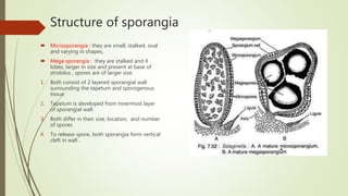Structure of sporangia
 Microsporangia : they are small, stalked, oval
and varying in shapes,
 Mega sporangia : they are stalked and 4
lobes, larger in size and present at base of
strobilus , spores are of larger size.
1. Both consist of 2 layered sporangial wall
surrounding the tapetum and sporogenous
tissue.
2. Tapetum is developed from innermost layer
of sporangial wall.
3. Both differ in their size, location, and number
of spores
4. To release spore, both sporangia form vertical
cleft in wall .
 