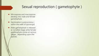 Sexual reproduction ( gametophyte )
 Microspores and macrospores
develop into male and female
gametophyte
 Germination is precocoious (
within the walls of sporangia)
 Male gametophyte is released
at 13 celled stage while female
gametophyte comes at various
stages , depending upon the
species.
 