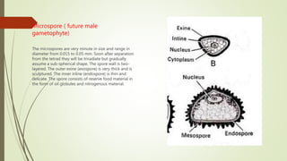 Microspore ( future male
gametophyte)
The microspores are very minute in size and range in
diameter from 0.015 to 0.05 mm. Soon after separation
from the tetrad they will be triradiate but gradually
assume a sub-spherical shape. The spore wall is two-
layered. The outer exine (exospore) is very thick and is
sculptured. The inner inline (endospore) is thin and
delicate. The spore consists of reserve food material in
the form of oil globules and nitrogenous material.
 