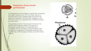 Megaspores (future female
gametophyte)
The megaspores are much bigger in size than the microspores
and range in diameter from 1.5-5 mm. When they are in
tetrad the spores have a triadiate shape but become sub-
spherical on separation. The wall of the megaspore is very
thick and consists of a sculptured exine, a middle mesospore
and a thin intine.
The cytoplasm consists of reserve food in the form of oil
globules and nitrogenous material. The amount of
nitrogenous material present is considerably less in
comparison with the microspore. Chemical analysis of the
stored food in megaspores of Selaginella reveals that they
have 48% fats, 0.43% nitrogenous matter and 1.26% mineral
material.
 