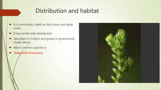 Distribution and habitat
 It is commonly called as club moss and spike
moss.
 It has world wide distribution
 Abundant in tropics and grows in ground and
shady places
 Most common species is
 Selaginella kraussiana
 