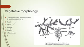 Vegetative morphology
 The plant body is sporophyte and
it is differentiated in to
1. Root
2. Stem
3. Leaves
4. Ligules
5. rhizophores
 