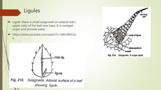 Ligules
 Ligule: there is small outgrowth on adaxial side (
upper side) of the leaf near base. It is vestigial
organ and provide water .
 https://www.youtube.com/watch?v=leRc58hS3o
o
 