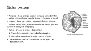 Steler system
• Pericycle : there is single layer of pericycle formed of thin
walled cells, enclosing vascular tissue ( xylem and phloem)
• Phloem : there are phloem composed of sieve cells and
phloem parenchyma, companion cells are absent ,phloem
surrounds the xylem completely
• Xylem : present in center , it consists of
1. Protoxylem : occupies two ends of meta xylem
2. Metaxylem: occupies the major portion of stele
• These are composed of tracheid and parenchyma cells
Fibers are absent.
 