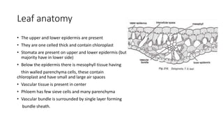 Leaf anatomy
• The upper and lower epidermis are present
• They are one celled thick and contain chloroplast
• Stomata are present on upper and lower epidermis (but
majority have in lower side)
• Below the epidermis there is mesophyll tissue having
thin walled parenchyma cells, these contain
chloroplast and have small and large air spaces
• Vascular tissue is present in center
• Phloem has few sieve cells and many parenchyma
• Vascular bundle is surrounded by single layer forming
bundle sheath.
 